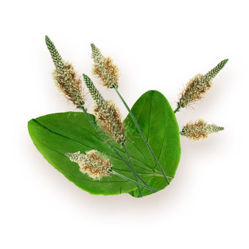 BioMenü ekološke kapsule psiliumove lupine 60 kosov material