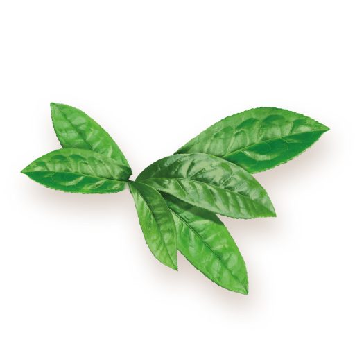 BioMenü organske matcha čajne kapsule 60 kosov material