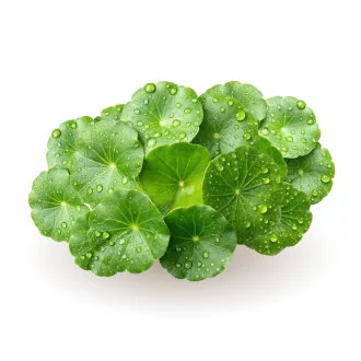 Caleido Gotu Kola izvleček kapsula 60 kos slika izdelka