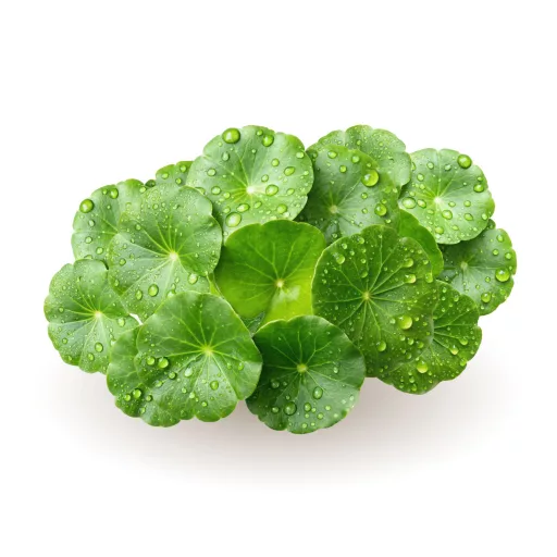 Caleido Gotu Kola izvleček kapsula 60 kos material
